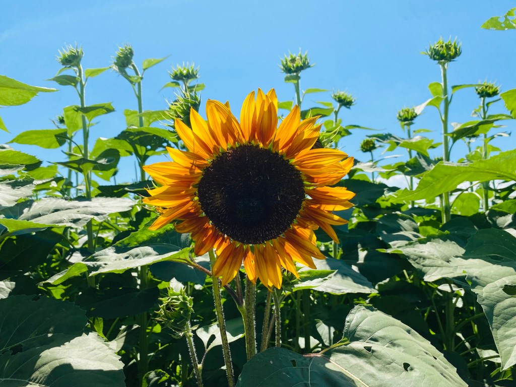清瀬ひまわりフェスティバル2025に行く前に！開花・混雑状況をチェック